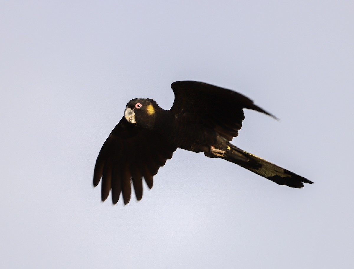 Yellow-tailed Black-Cockatoo - ML646957144