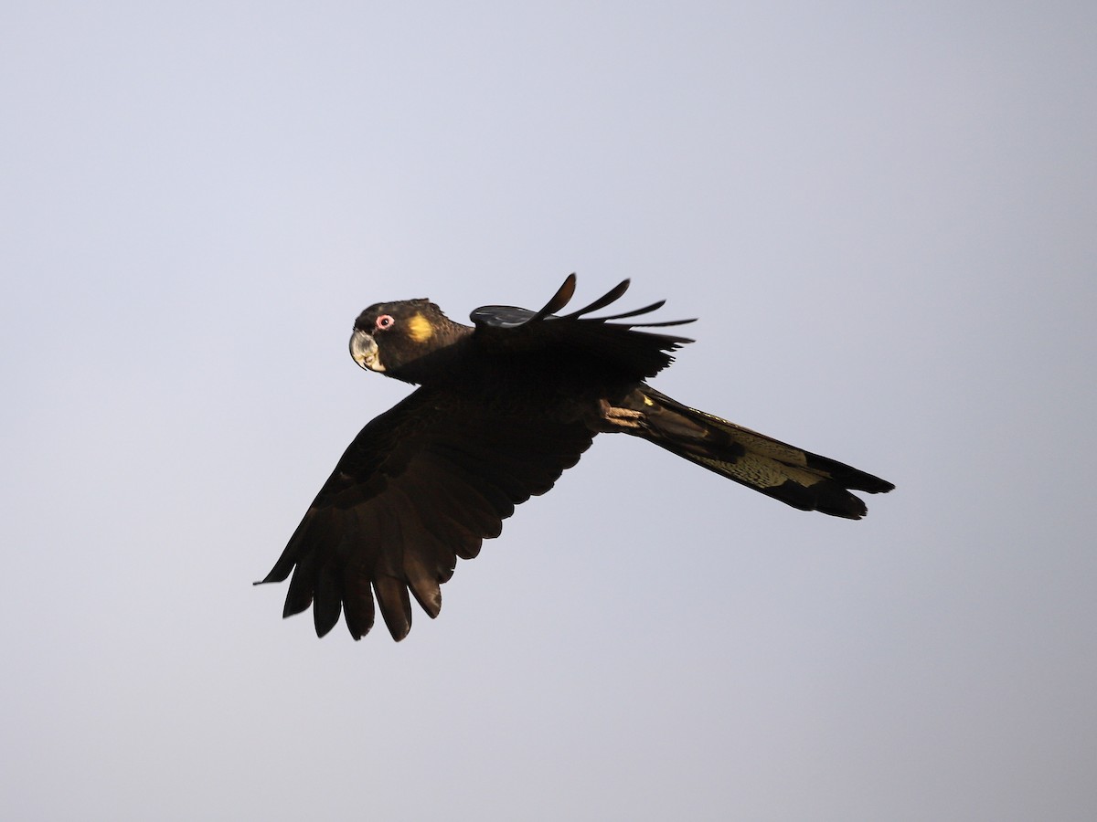 Yellow-tailed Black-Cockatoo - ML646957145
