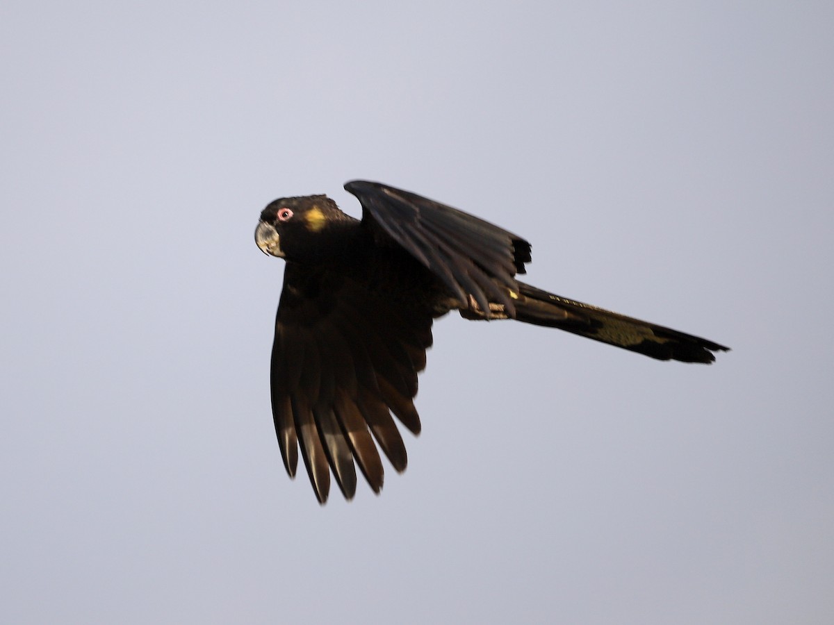 Yellow-tailed Black-Cockatoo - ML646957146