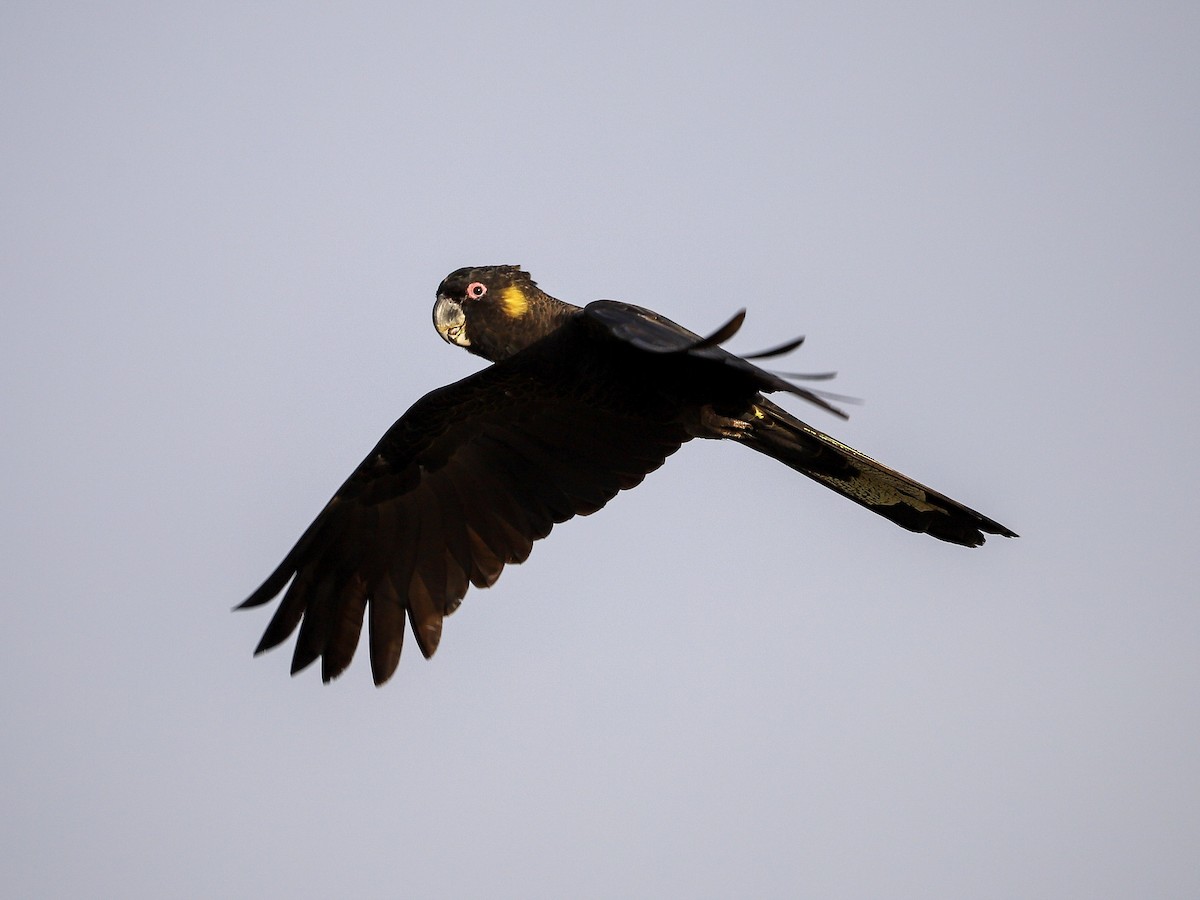 Yellow-tailed Black-Cockatoo - ML646957147