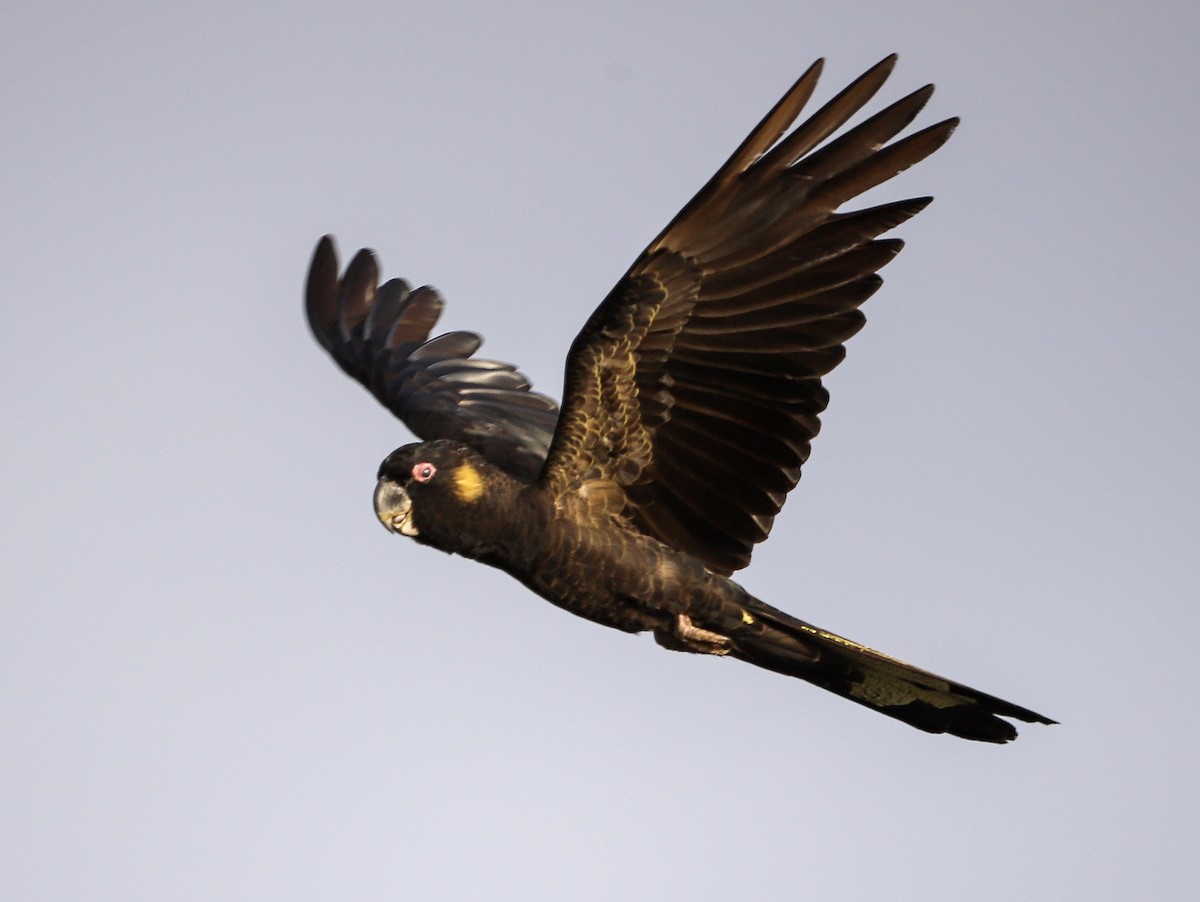 Yellow-tailed Black-Cockatoo - ML646957148