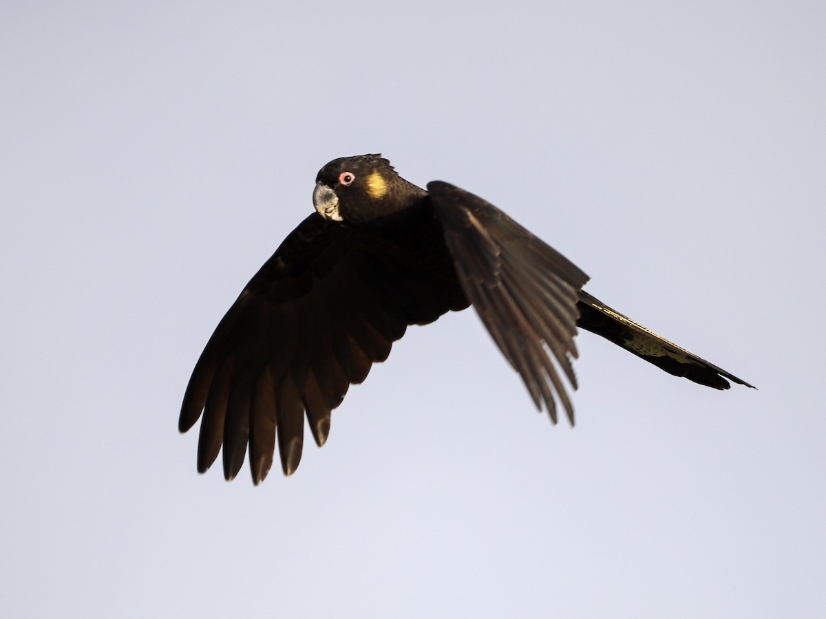 Yellow-tailed Black-Cockatoo - ML646957149