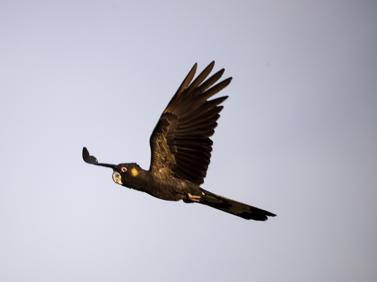 Yellow-tailed Black-Cockatoo - ML646957150