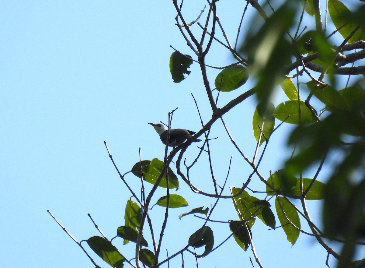 White-headed Bulbul - ML646957151