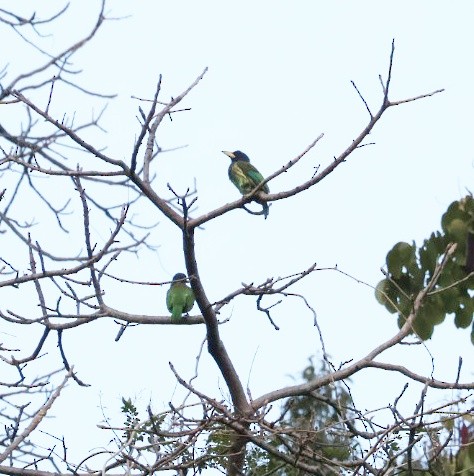 barbet velký - ML646957152