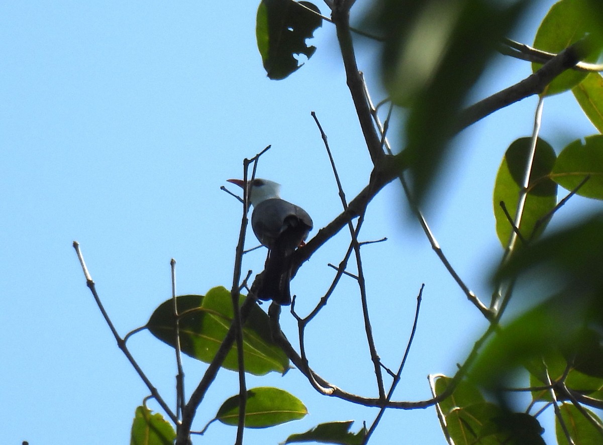 White-headed Bulbul - ML646957156