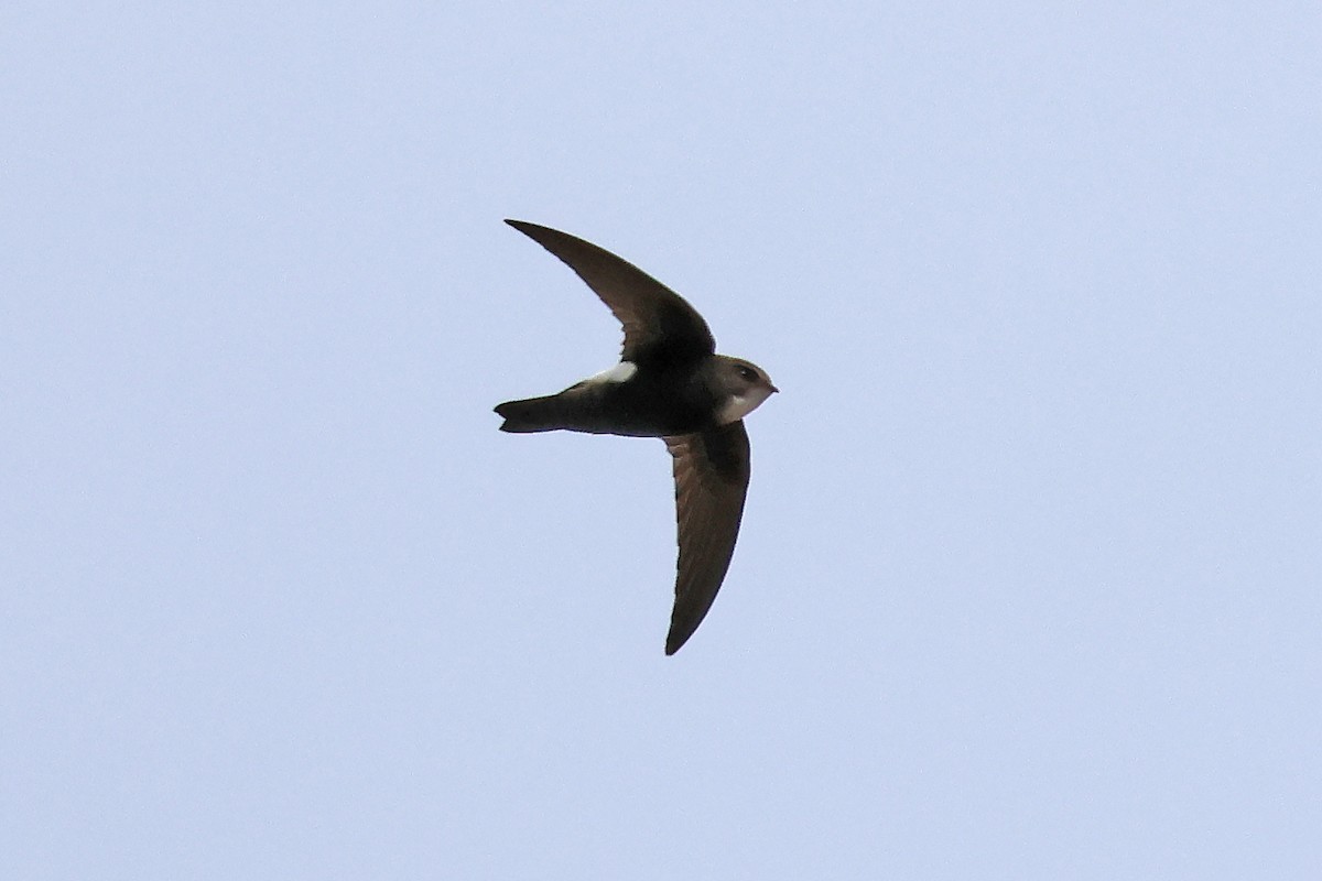 Martinet malais - ML646957157