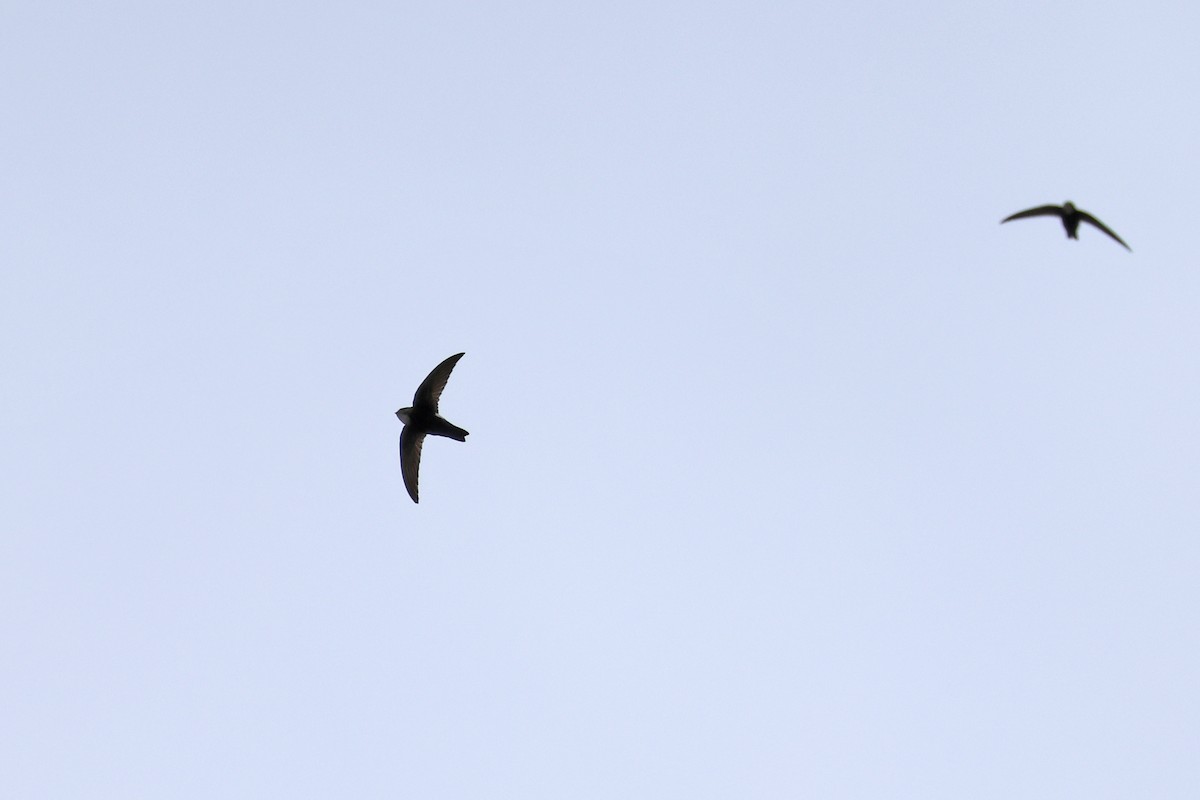 Martinet malais - ML646957158