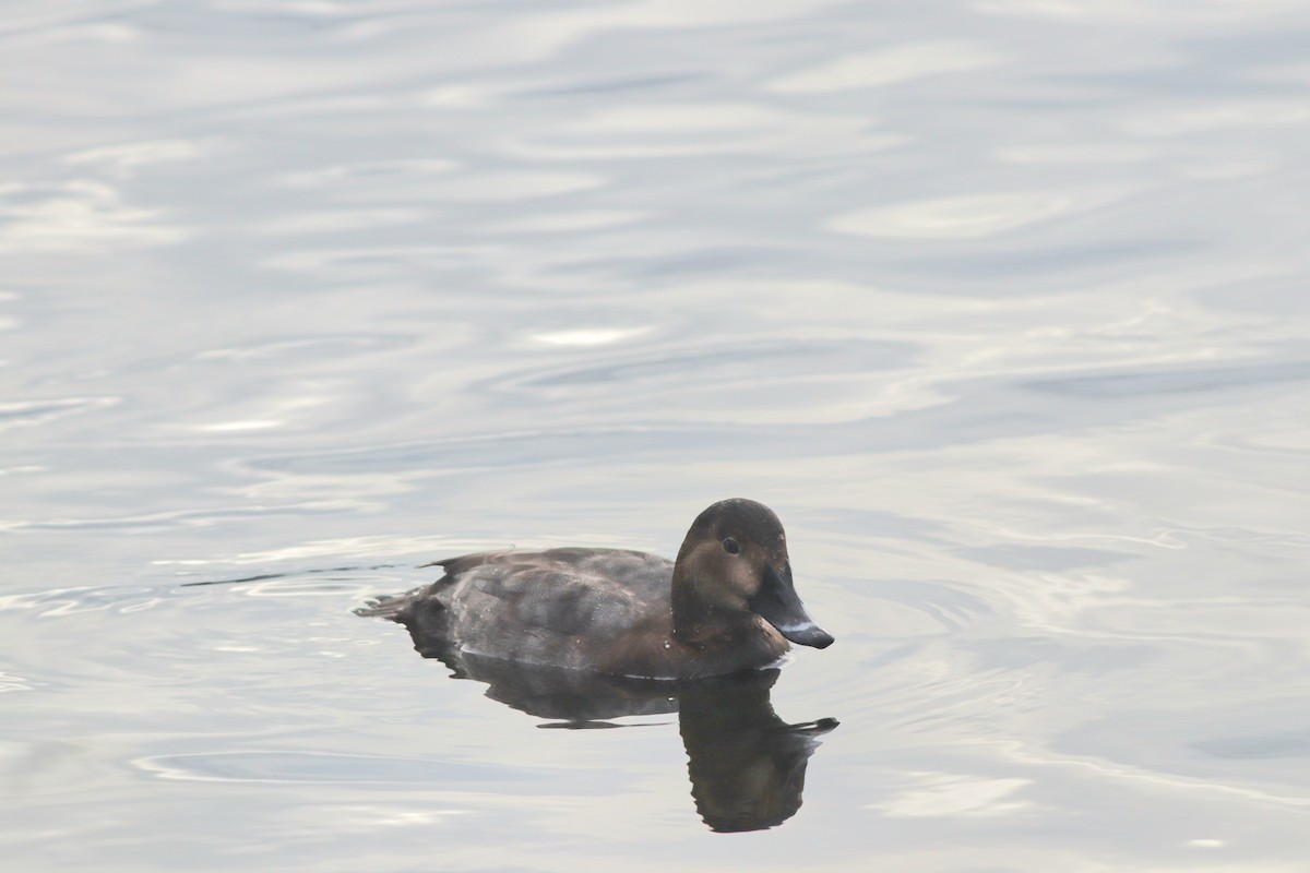 taffeland - ML646957161