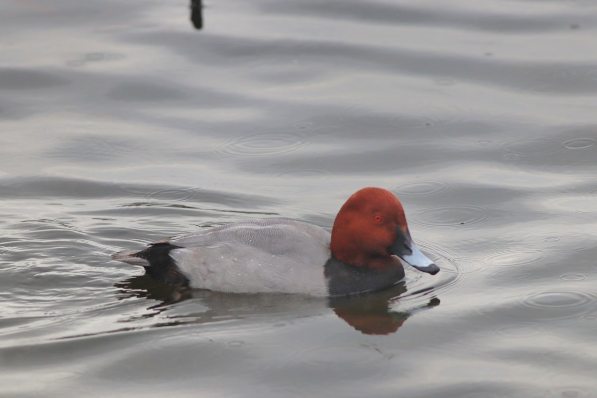 taffeland - ML646957162