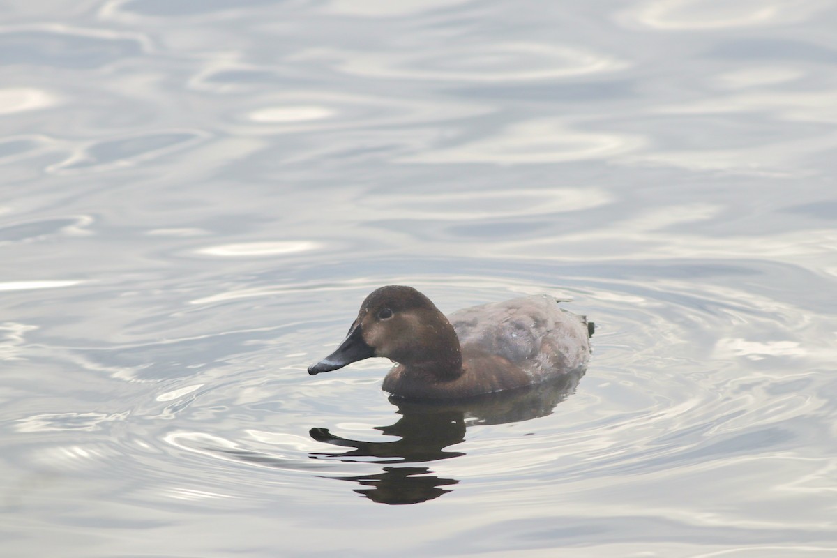 taffeland - ML646957163