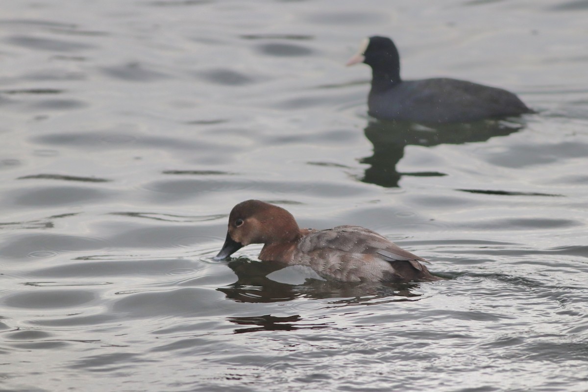 taffeland - ML646957164