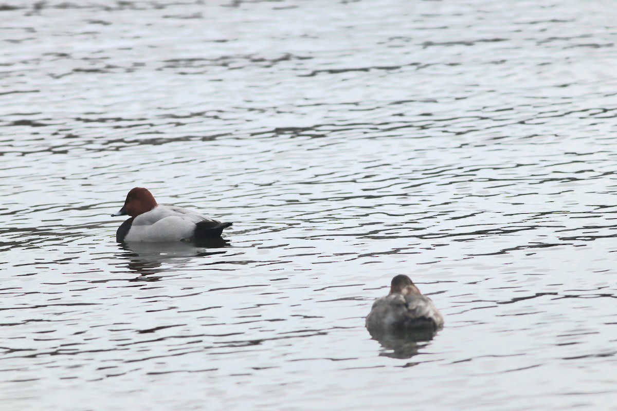 taffeland - ML646957165