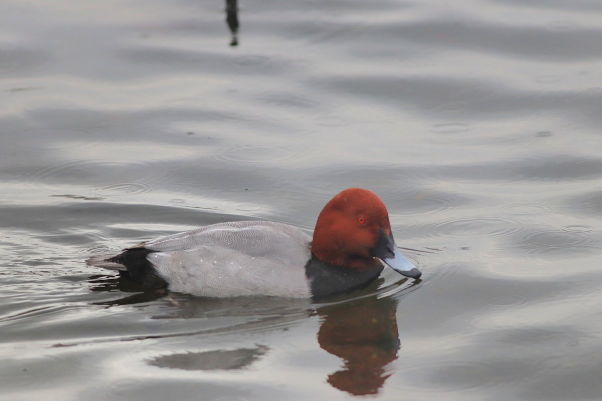 taffeland - ML646957166