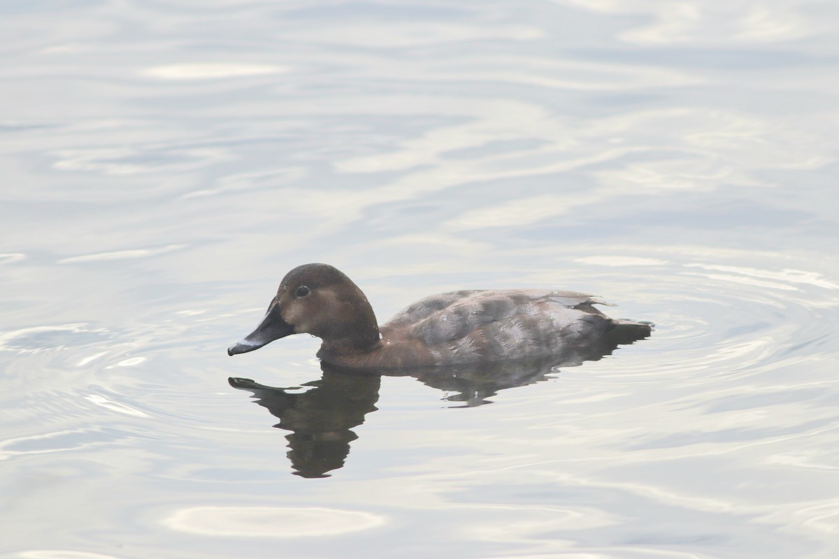 taffeland - ML646957167