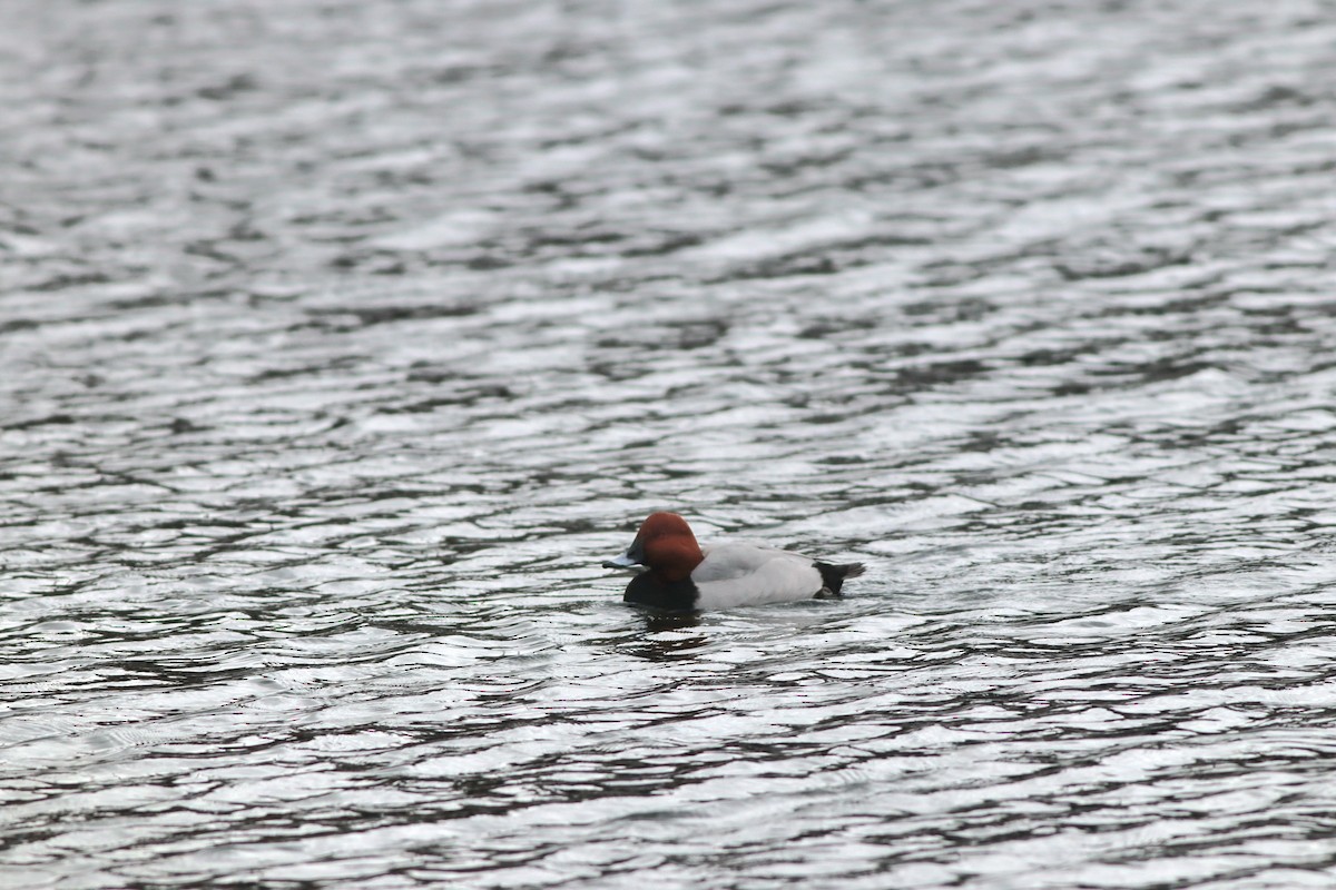 taffeland - ML646957168