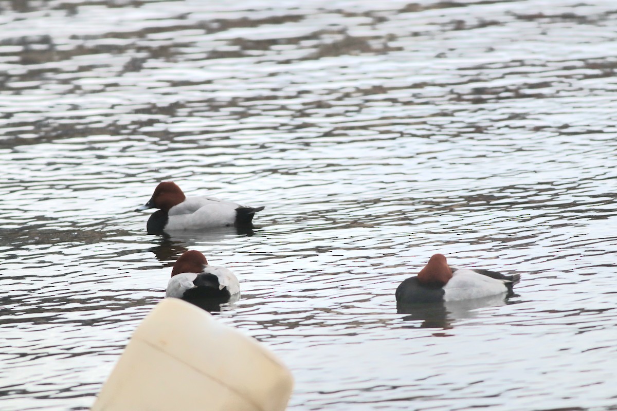 taffeland - ML646957169