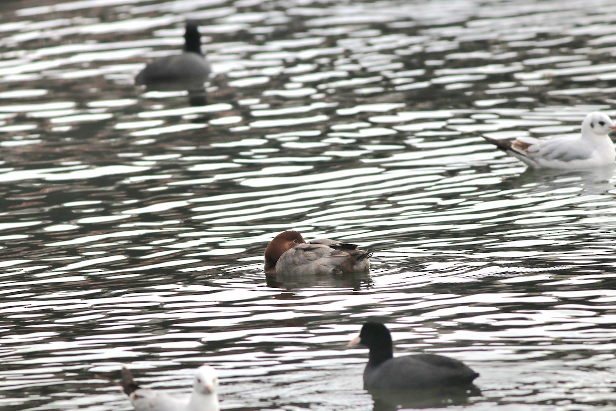 taffeland - ML646957171