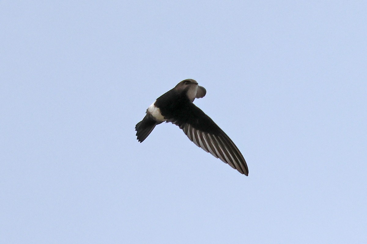 Martinet malais - ML646957175