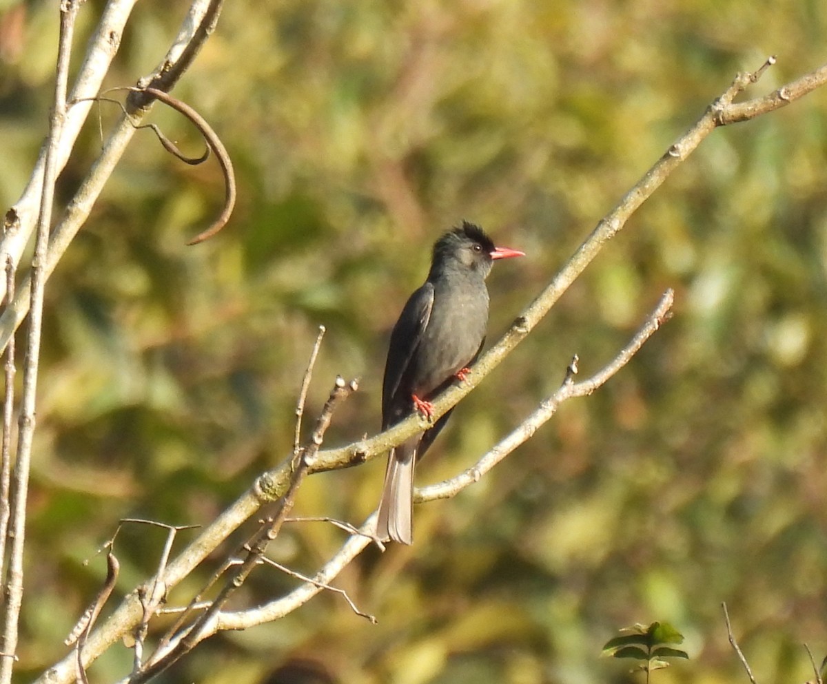 Black Bulbul - ML646957187