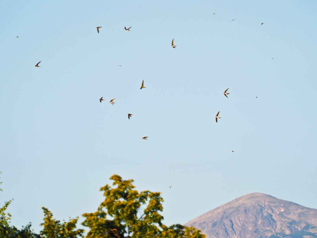 Rondone maggiore - ML646957189