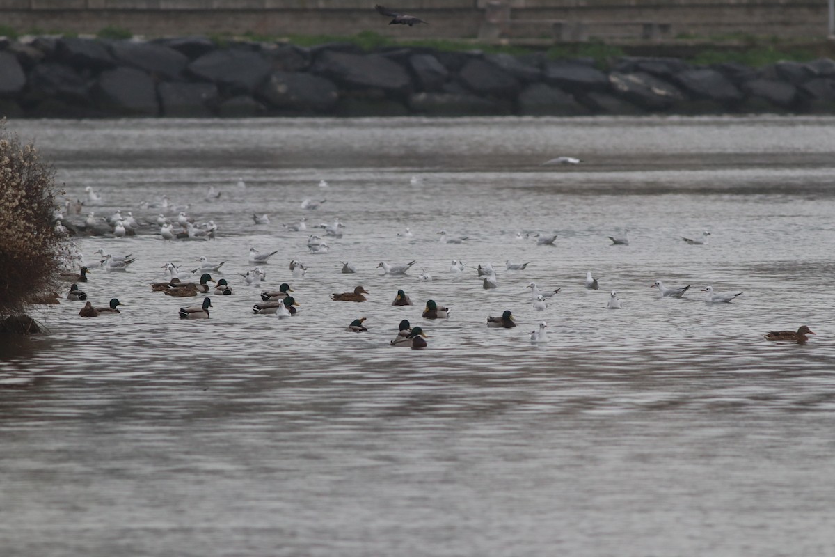 Ánade Azulón - ML646957191