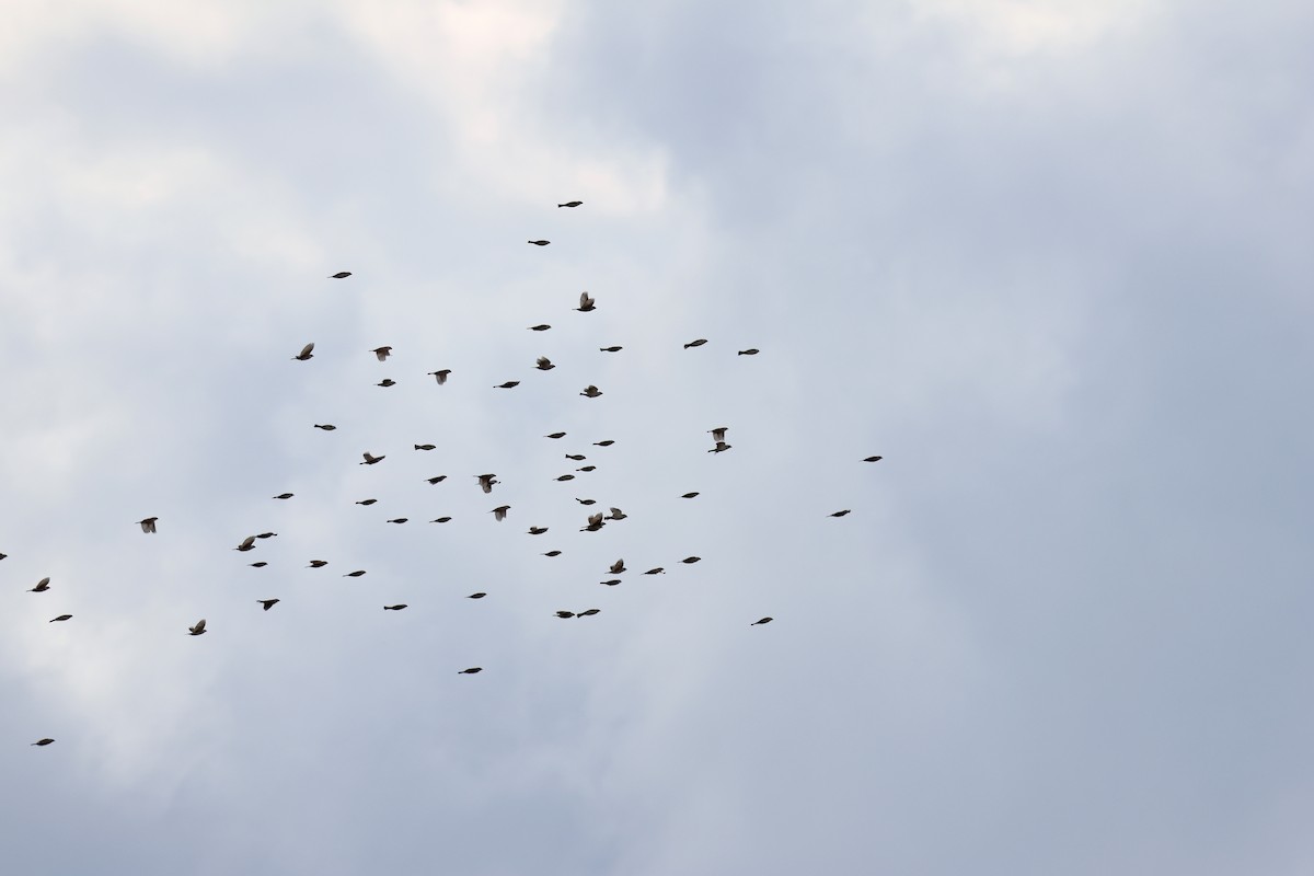 Gorrión Molinero - ML646957192