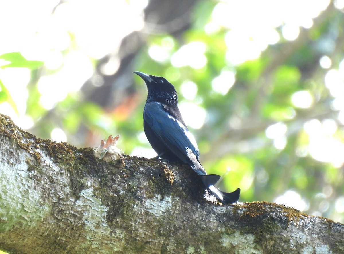 Hair-crested Drongo (Hair-crested) - ML646957193