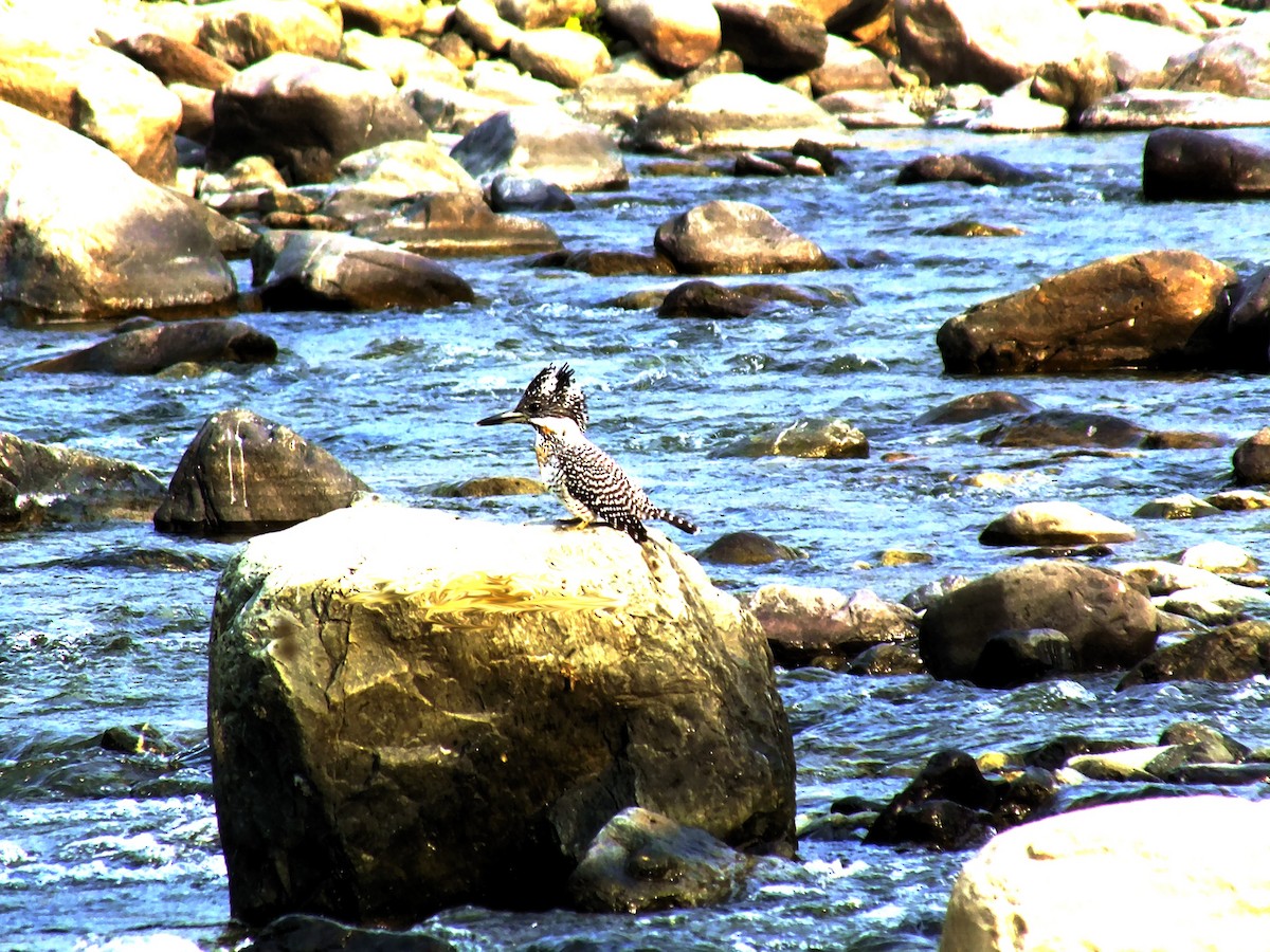 Crested Kingfisher - ML646957194