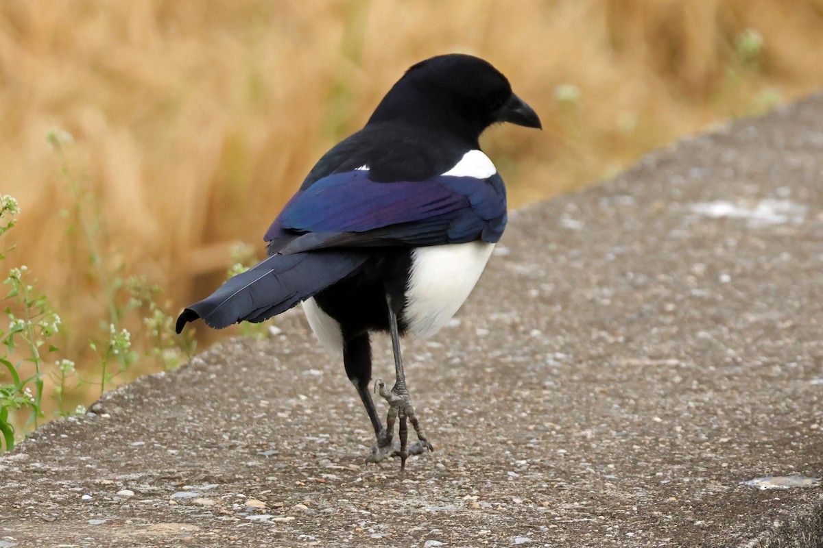 Orientelster - ML646957200