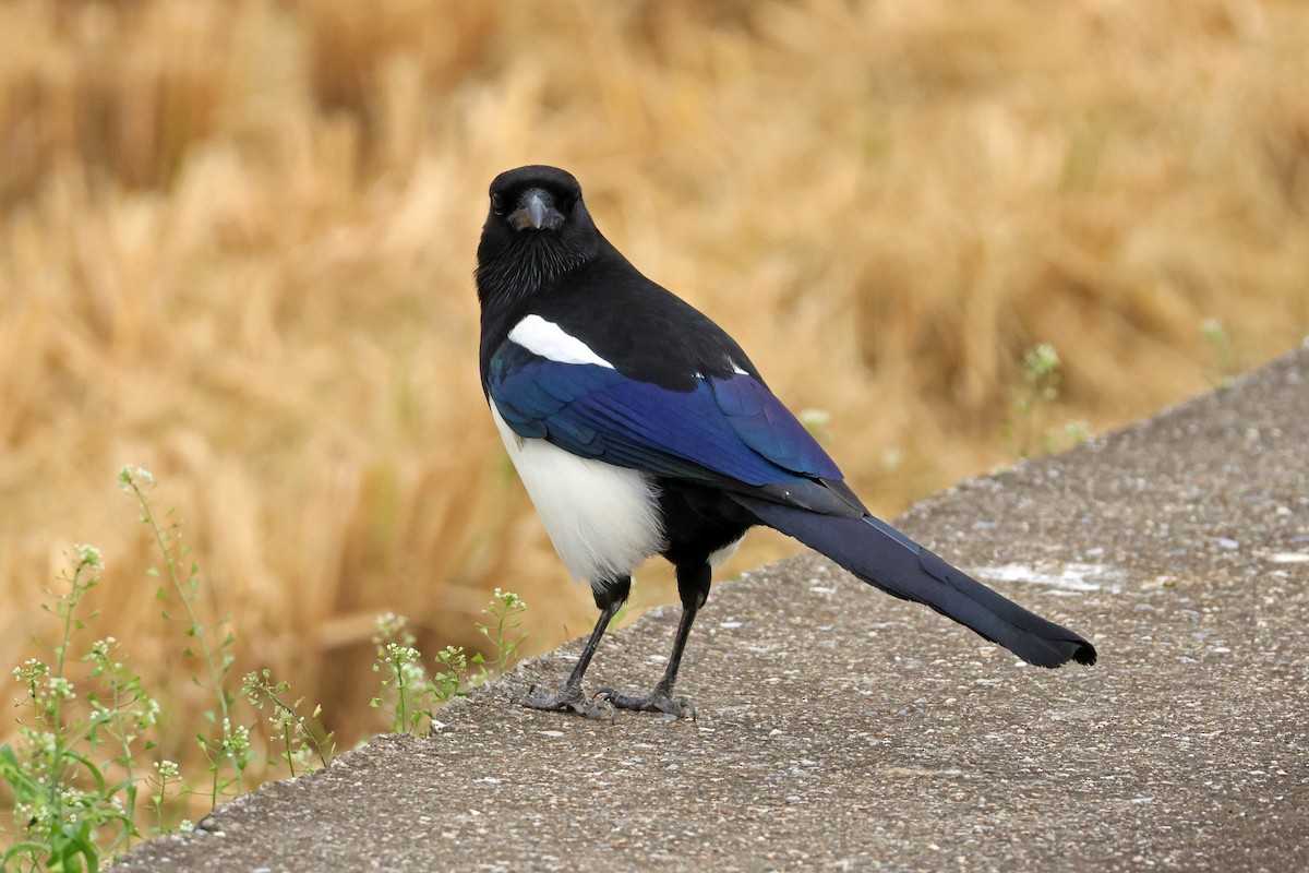 Orientelster - ML646957201