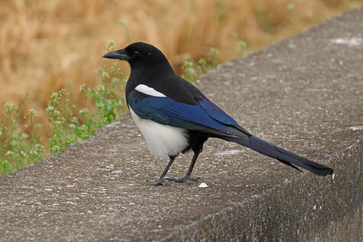 Orientelster - ML646957202