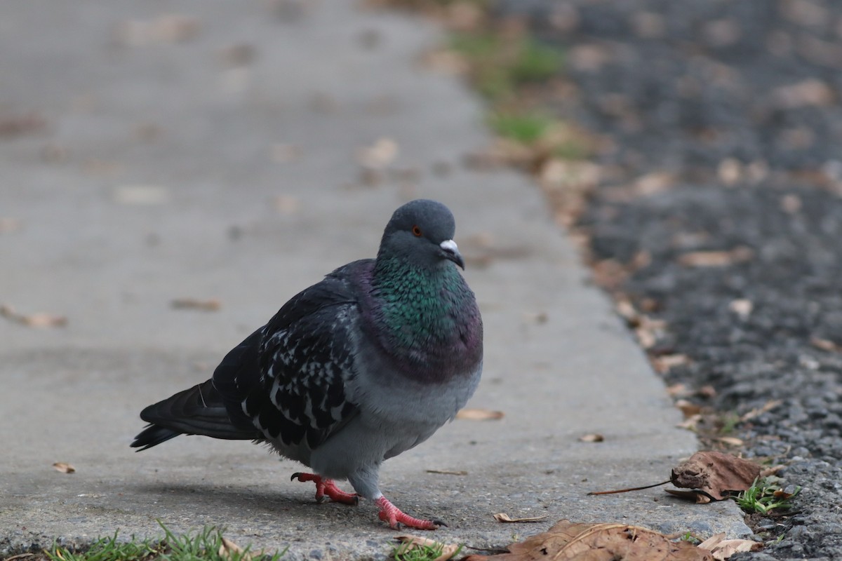 Paloma Bravía (variedad doméstica) - ML646957208