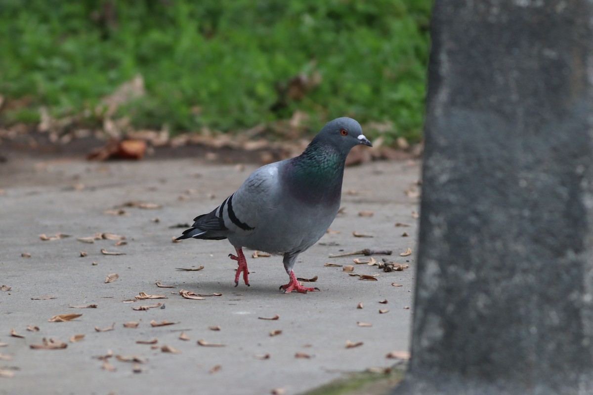 Paloma Bravía (variedad doméstica) - ML646957209