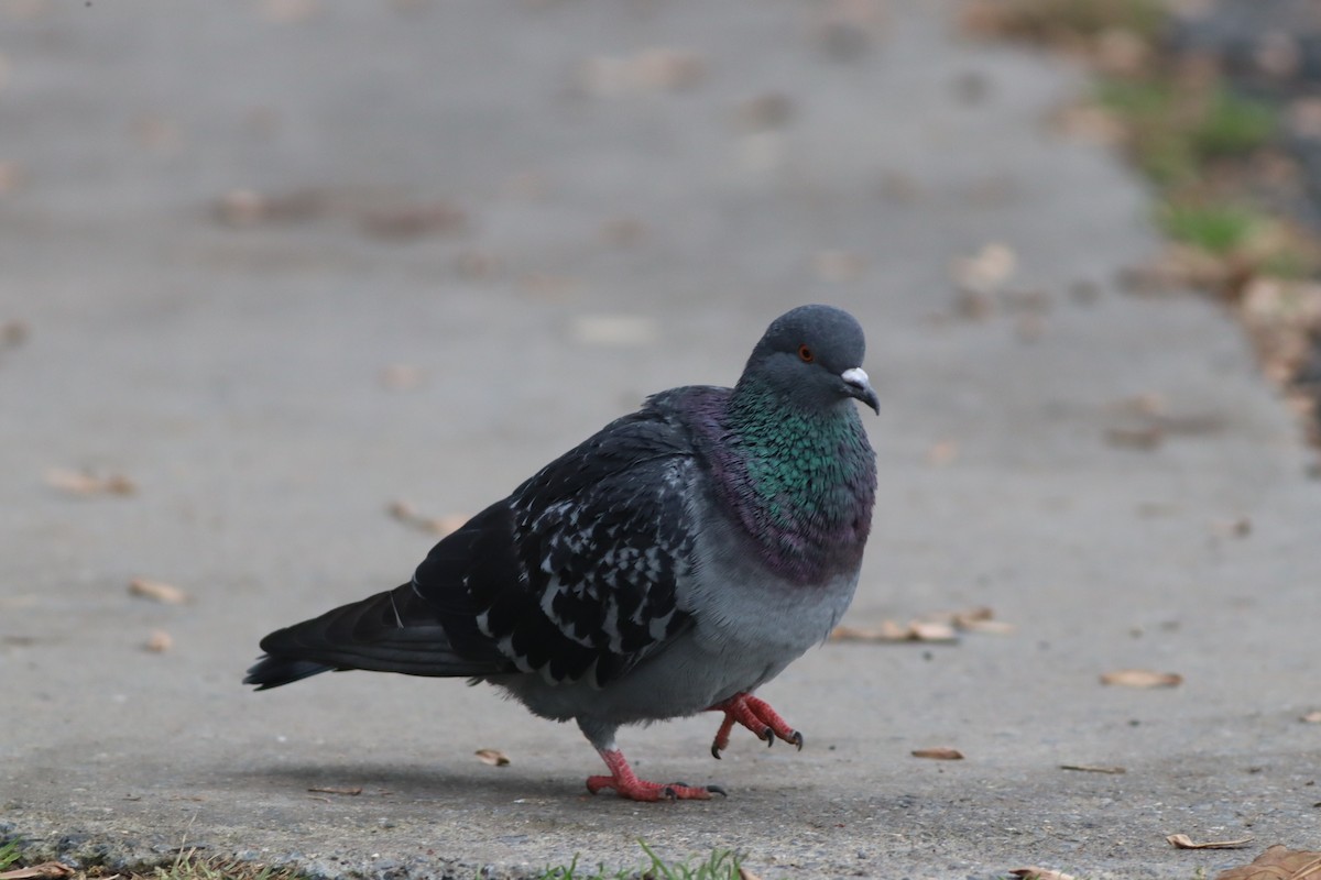 Paloma Bravía (variedad doméstica) - ML646957210