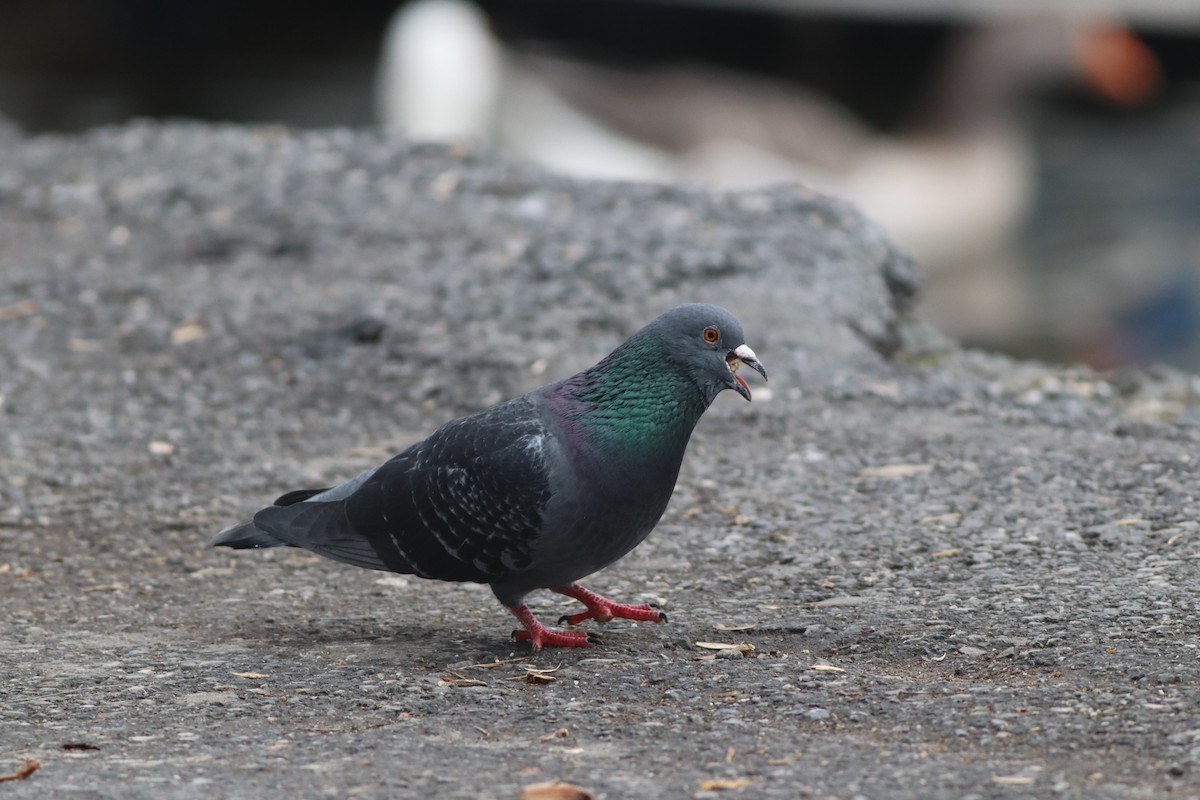 Paloma Bravía (variedad doméstica) - ML646957211