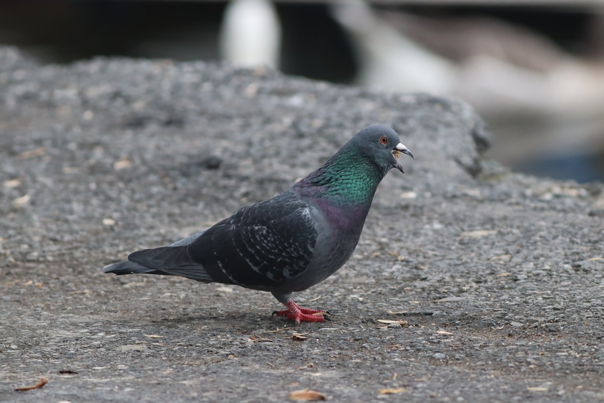 Paloma Bravía (variedad doméstica) - ML646957212