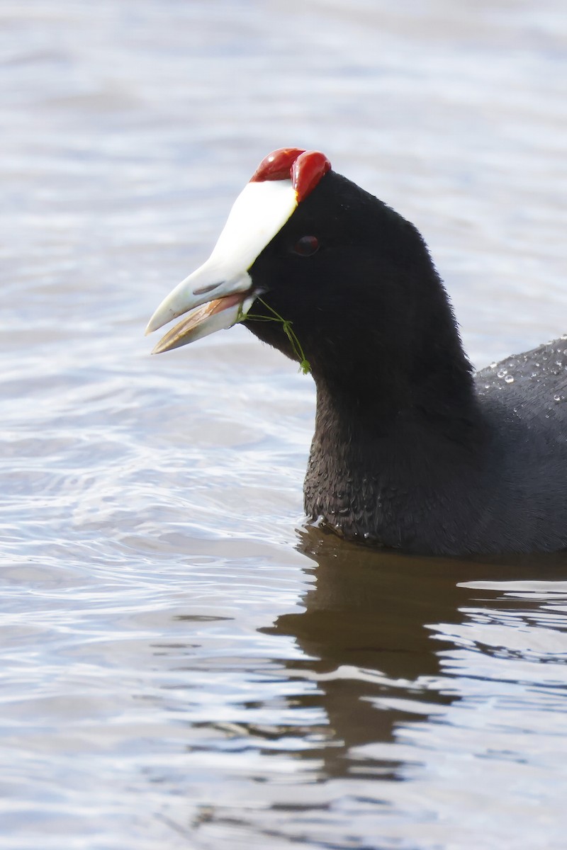 Red-knobbed Coot - ML646957214
