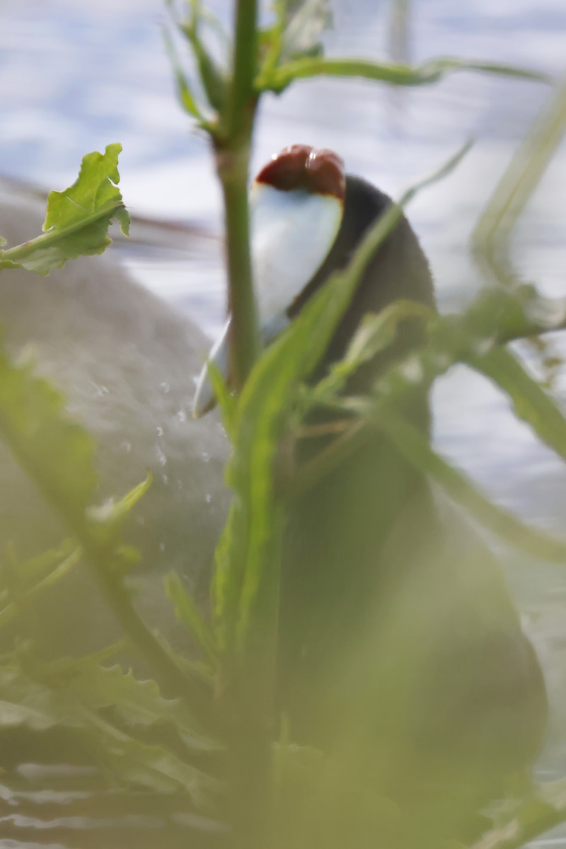 Red-knobbed Coot - ML646957219