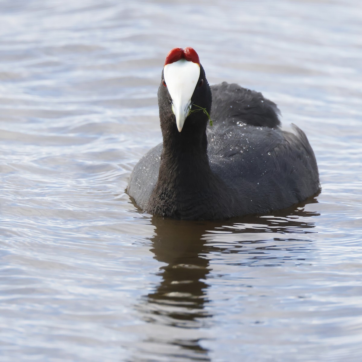 Red-knobbed Coot - ML646957220