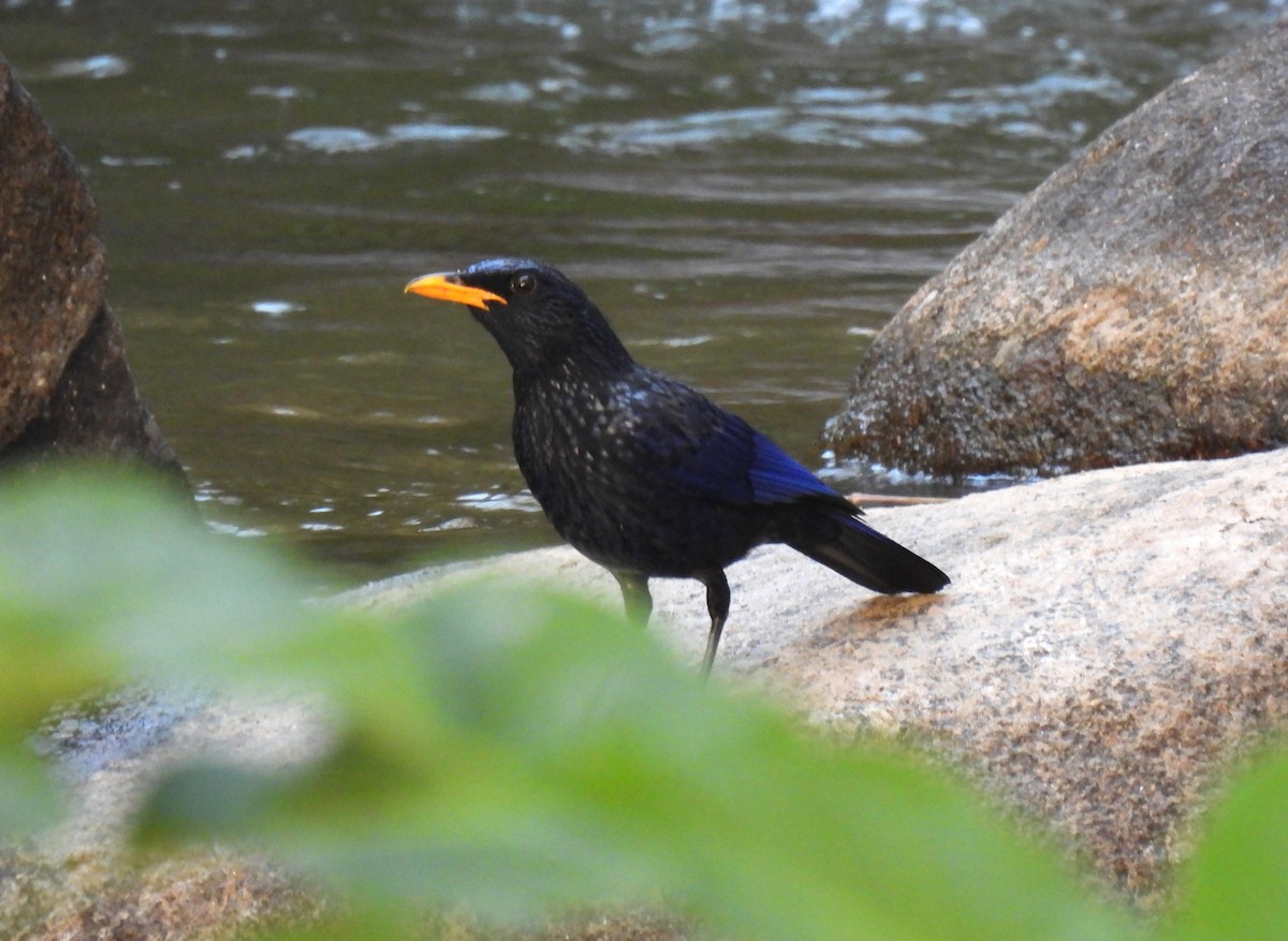 Blue Whistling-Thrush (Yellow-billed) - ML646957221