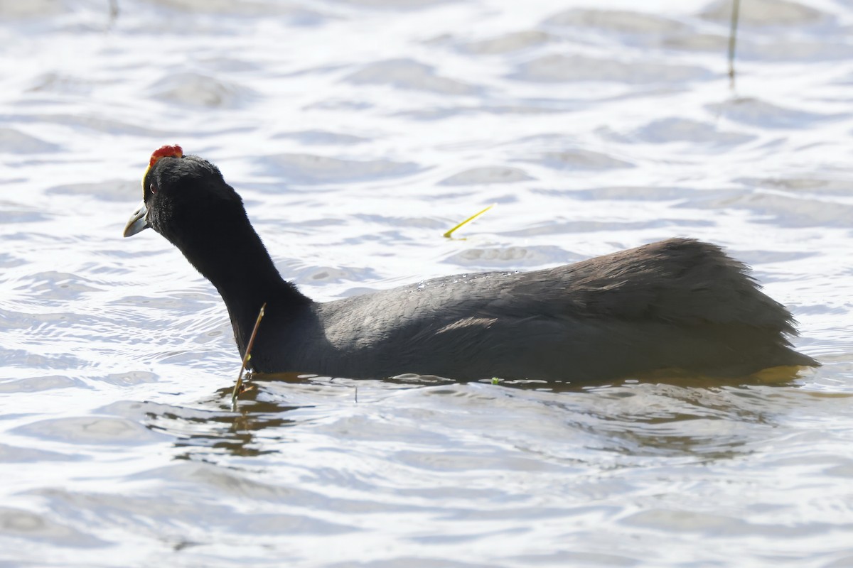Red-knobbed Coot - ML646957223