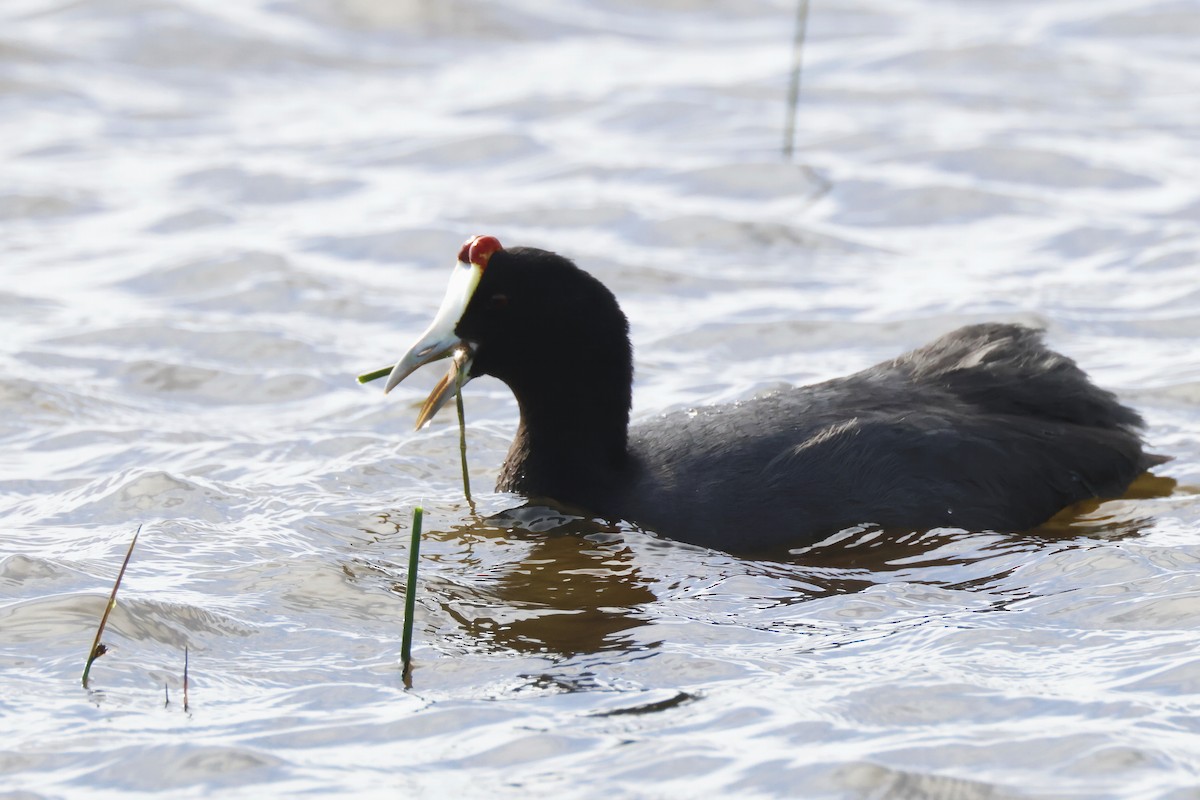 Red-knobbed Coot - ML646957224