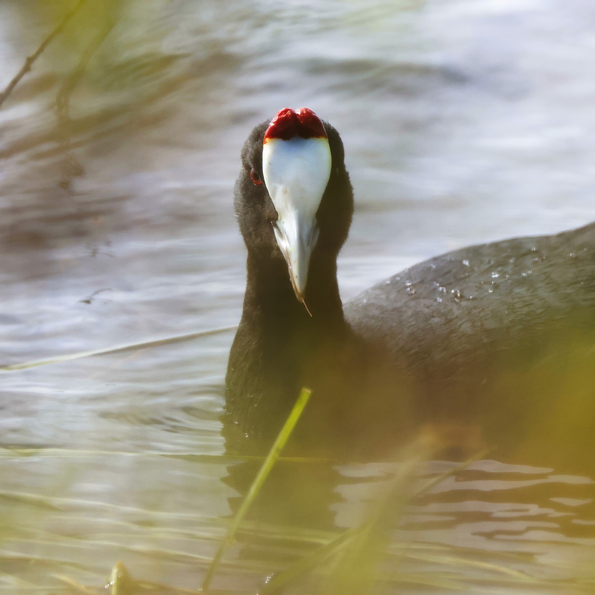 Red-knobbed Coot - ML646957225