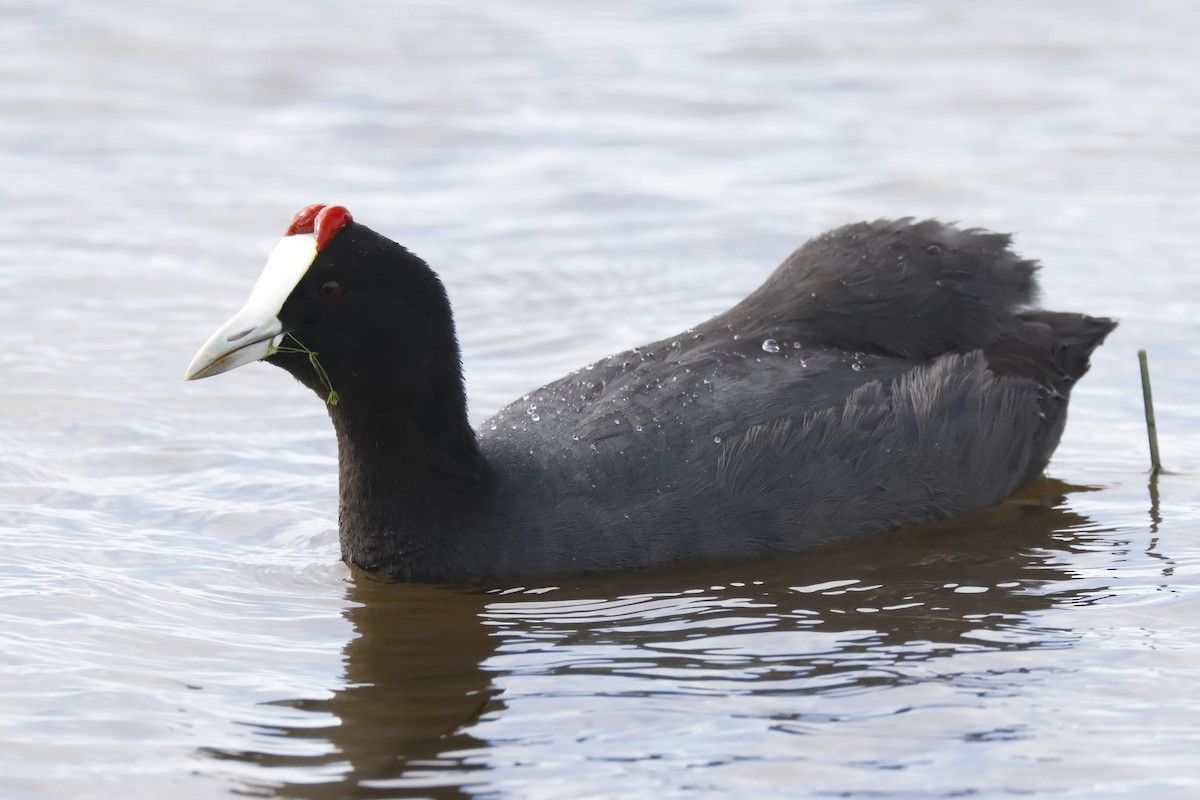 Red-knobbed Coot - ML646957227