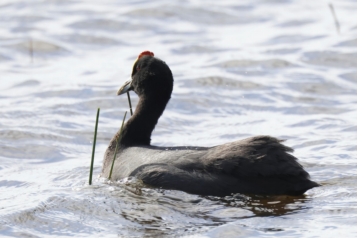 Red-knobbed Coot - ML646957228