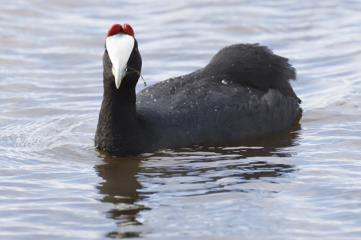 Red-knobbed Coot - ML646957229