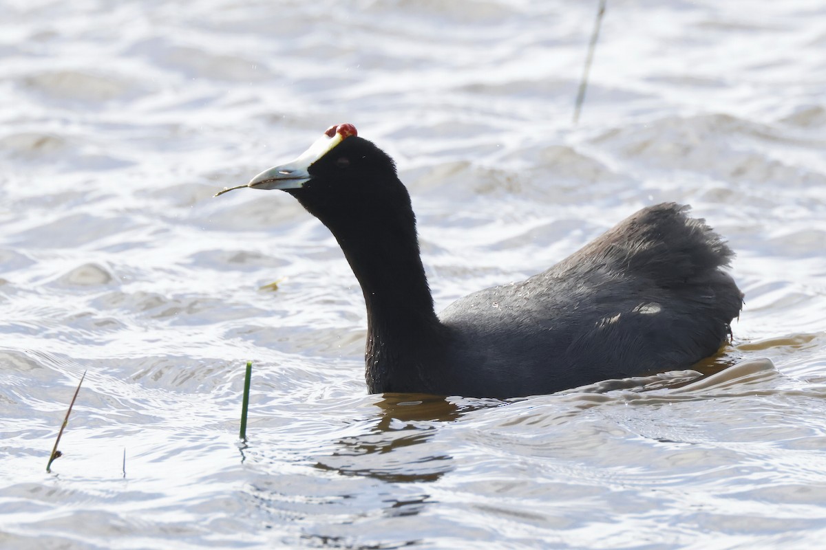 Red-knobbed Coot - ML646957230