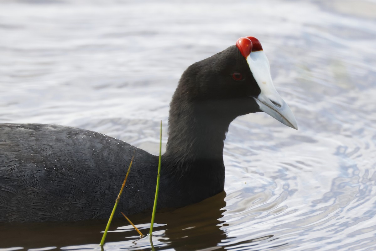 Red-knobbed Coot - ML646957231