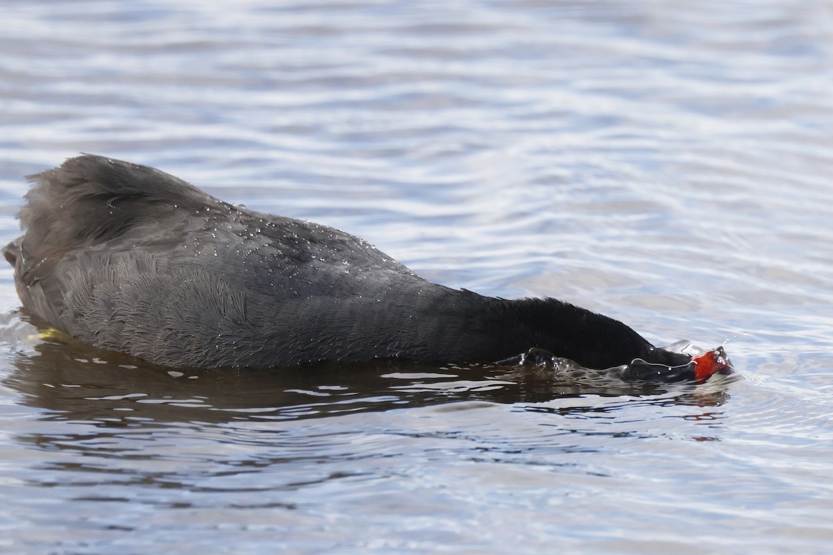 Red-knobbed Coot - ML646957232